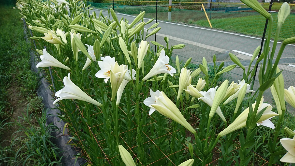 image25
