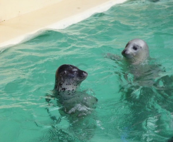 魚津水族館